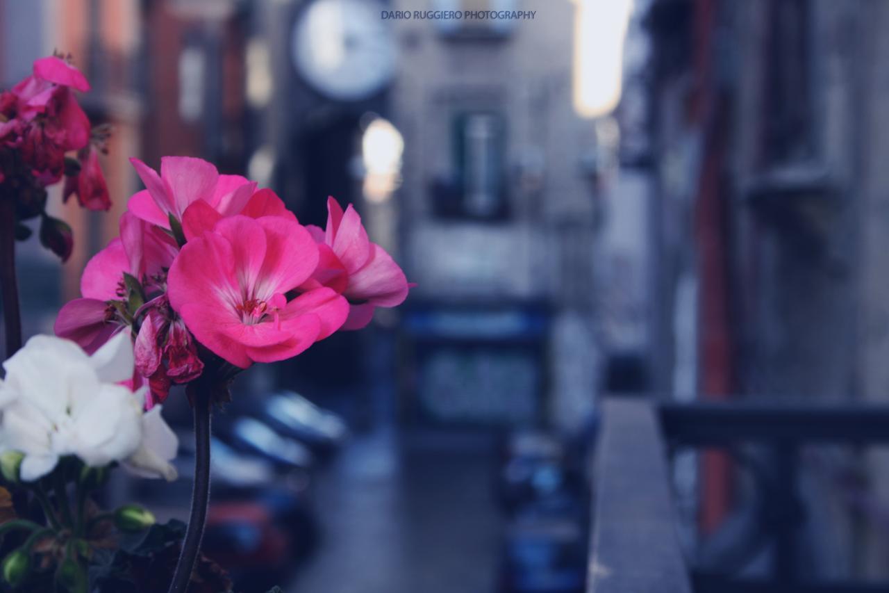 Napoli Sweet Home - Casa "Donna Rosa" ภายนอก รูปภาพ